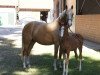 dressage horse Novalie (German Riding Pony, 2018, from Fs Numero Uno)