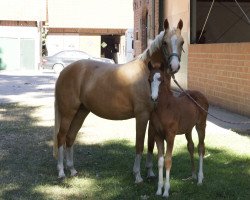 Dressurpferd Novalie (Deutsches Reitpony, 2018, von Fs Numero Uno)