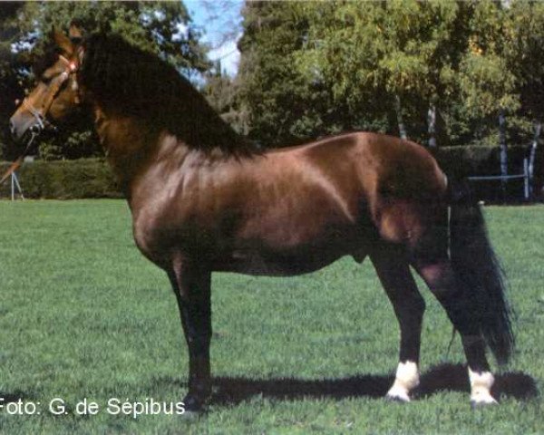 stallion Eldorado (Freiberger, 1986, from Elu)