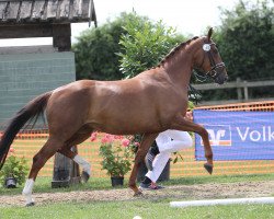 broodmare Siena 71 (Rhinelander, 2014, from Stanford 9)