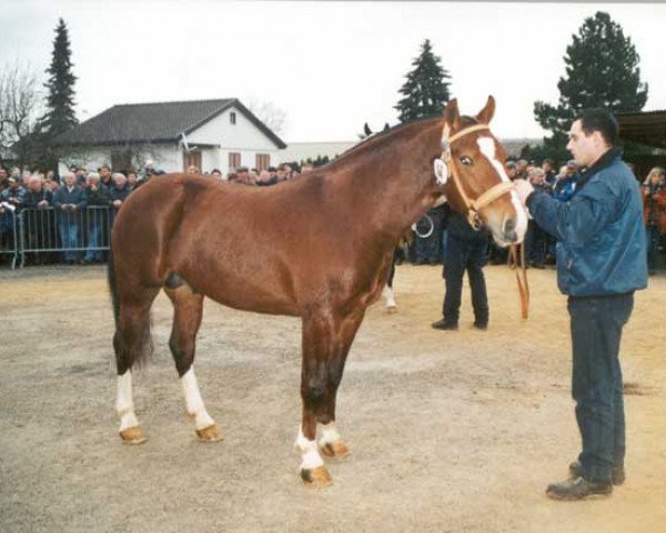 stallion Erode CH (Freiberger, 2002, from Eclar)