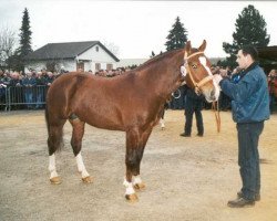 Deckhengst Erode CH (Freiberger, 2002, von Eclar)