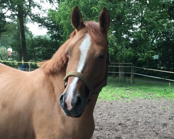 broodmare Diva Royal W (German Riding Pony, 2012, from Dimension AT NRW)