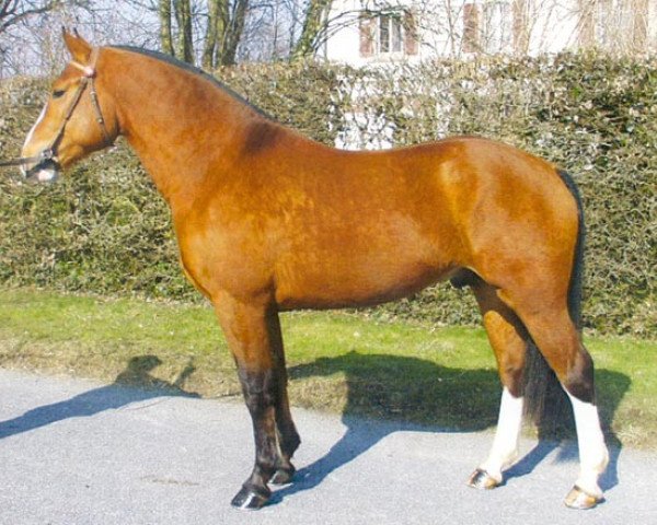 horse Ericson (Freiberger, 2000, from Eclar)