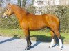 horse Ericson (Freiberger, 2000, from Eclar)