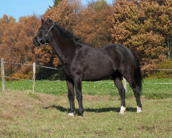 horse My Star 3 (American Saddlebred Horse, 1983)