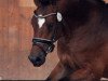 stallion Dreams come true (German Riding Pony, 2016, from Diamond Touch NRW)