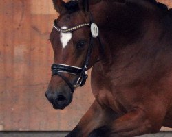 dressage horse Dreams come true (Deutsches Reitpony, 2016, from Diamond Touch NRW)