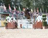 jumper Sig de Numbo (Oldenburg show jumper, 2013, from Diarado's Boy)