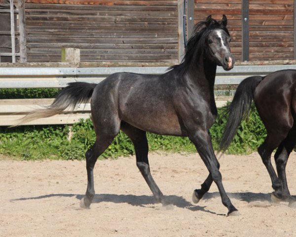 Pferd Eurydyk (Vollblutaraber, 2016, von Borsalino K)