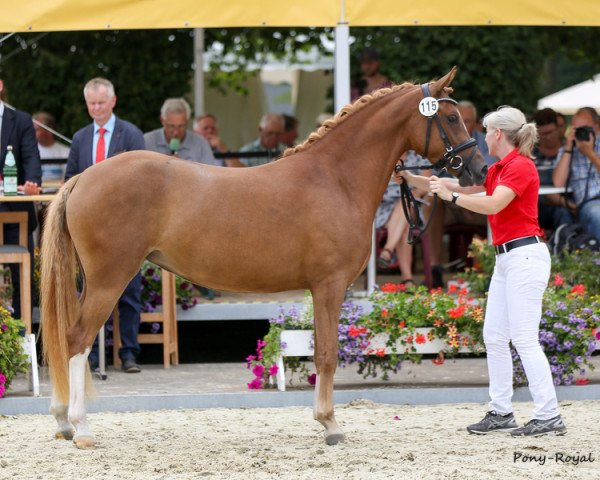 broodmare Dea (German Riding Pony, 2015, from Dressman)