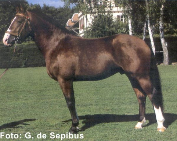 stallion Eclar (Freiberger, 1994, from Eco)
