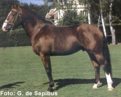 stallion Eclar (Freiberger, 1994, from Eco)