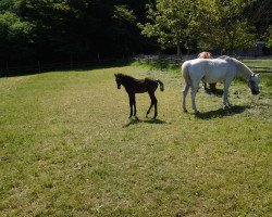 broodmare Linara (Holsteiner, 1996, from Coradus)