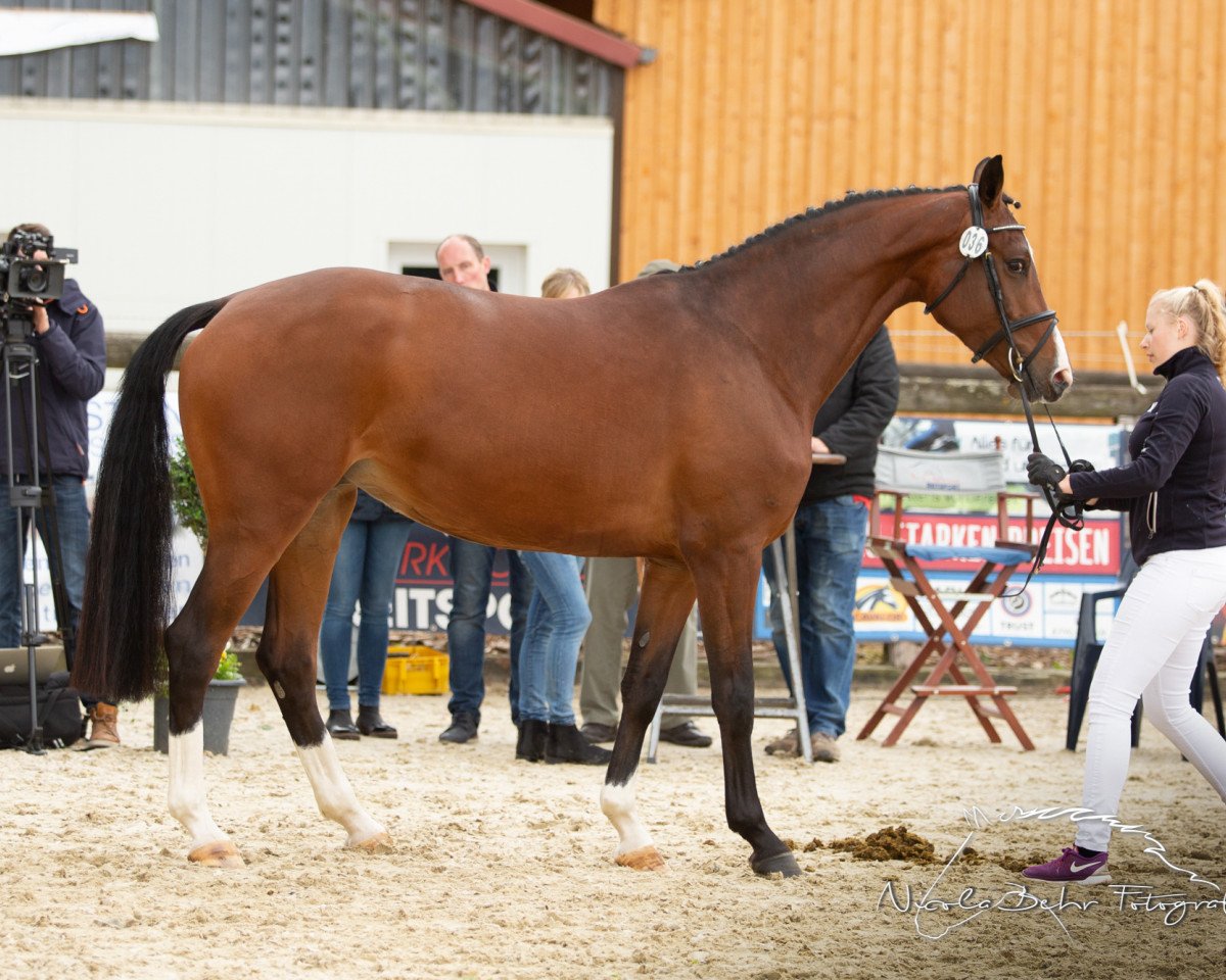 jumper Pia (Rhinelander, 2015, from Pilothago Dxb)