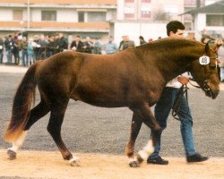 Deckhengst Don Flamingo (Freiberger, 1992, von Don Fernando)