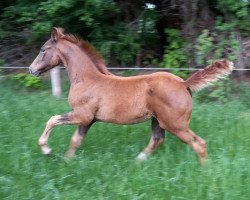 dressage horse Diamonds Traumtänzerin (Hanoverian, 2015, from Diamond Hit)