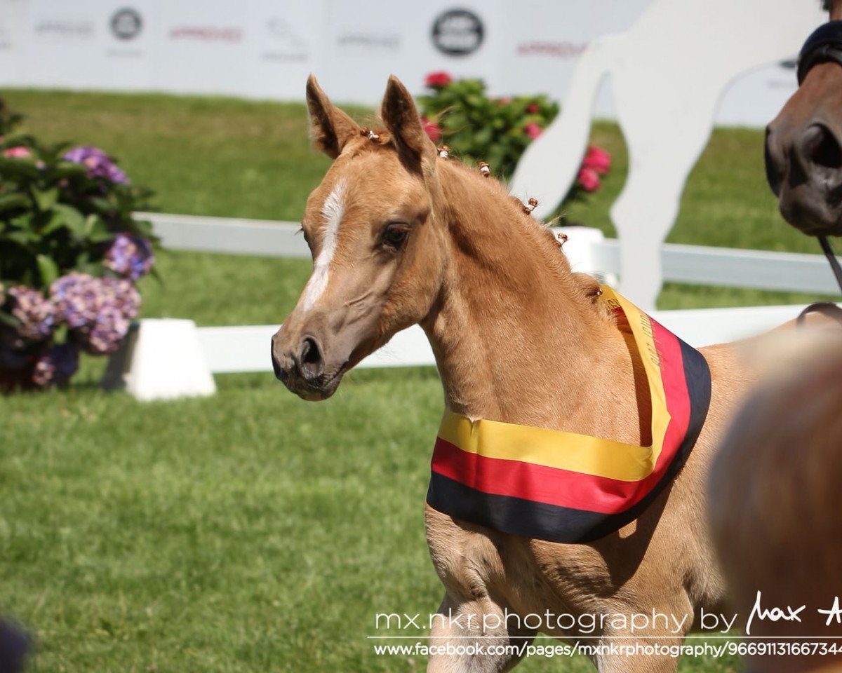 Zuchtstute Dich zu lieben W (Deutsches Reitpony, 2018, von Diamond Touch NRW)