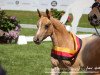 broodmare Dich zu lieben W (German Riding Pony, 2018, from Diamond Touch NRW)