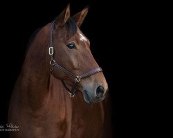 dressage horse Ravillo (Oldenburg, 2011, from Rosengold)