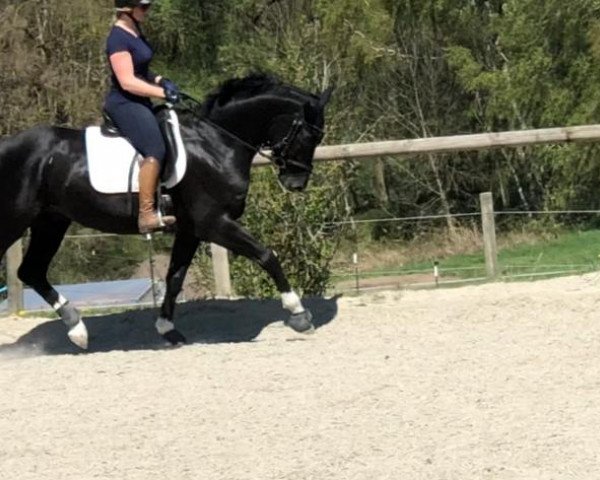 dressage horse Guiliano 6 (German Sport Horse, 2014, from Genesis)