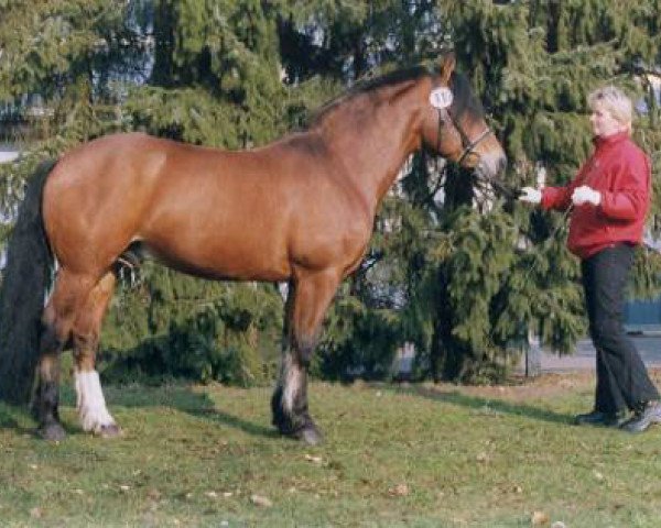 stallion Ramon VIII (Freiberger, 1987, from Raidibus)
