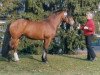 stallion Ramon VIII (Freiberger, 1987, from Raidibus)