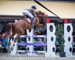 jumper Lady Florence (Hanoverian, 2010, from Fabregas)