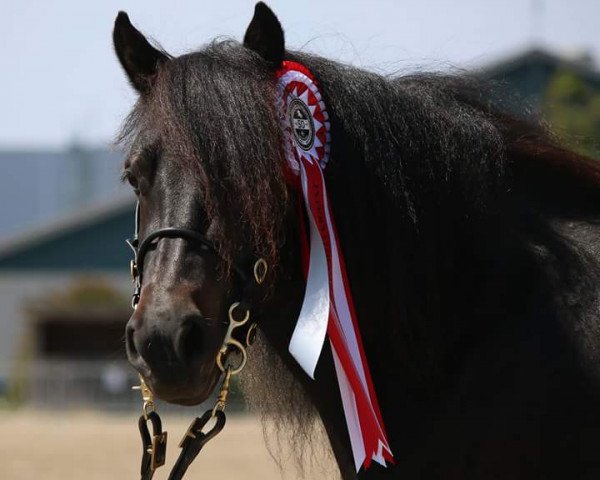 broodmare Havens Darleen (Shetland Pony, 2015, from Wilco van de Meysberg)