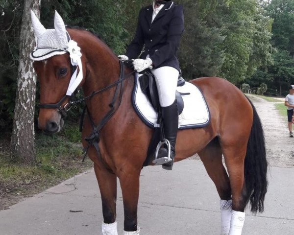 dressage horse Queen of Roses (Hanoverian, 2012)