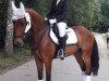 dressage horse Queen of Roses (Hanoverian, 2012)