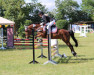 dressage horse Tamino (German Riding Pony, 2011, from Morning Surprise AS)