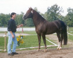 Deckhengst Calif (Freiberger, 1987, von Cojack)