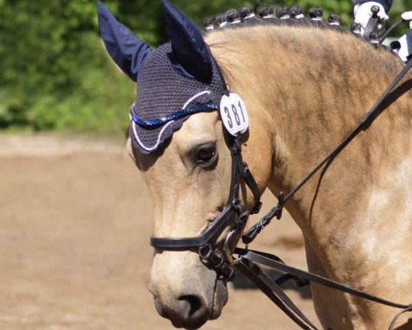Dressurpferd Fairytale 116 (Irish Sport Horse, 2010, von Gwennic de Goariva)