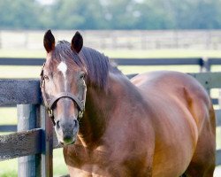 stallion Langfuhr xx (Thoroughbred, 1992, from Danzig xx)