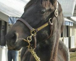 horse Kentucky Bluegrass xx (Thoroughbred, 2018, from American Pharoah xx)