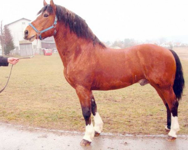 Pferd Voltigeur (Freiberger, 1991, von Va-et-vient)
