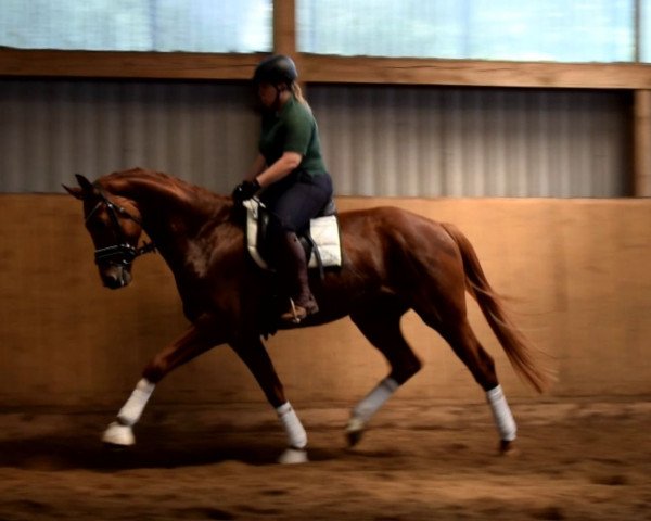 dressage horse ***Nachwuchspferd der Extraklasse***v. Quantensprung (Hanoverian, 2015, from Quantensprung 3)