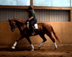 dressage horse ***Nachwuchspferd der Extraklasse***v. Quantensprung (Hanoverian, 2015, from Quantensprung 3)