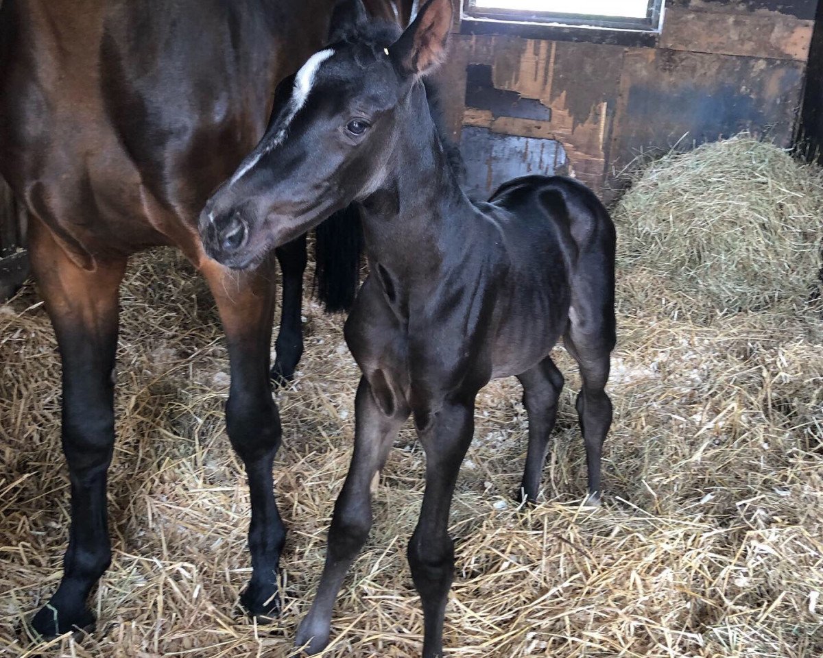 jumper Penny de Mariposa (Westphalian, 2019, from Poker de Mariposa Tn)