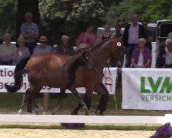 dressage horse Fine Fancy (Westphalian, 2015, from Fürstenball)