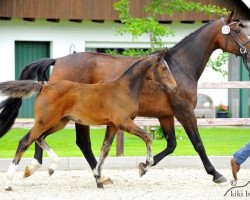 broodmare Scarlett O Hara (Hanoverian, 2005, from Stakkato)