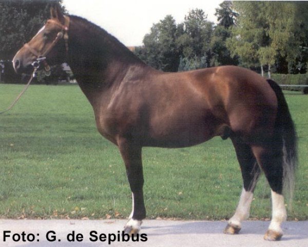 stallion Voyou III CH (Freiberger, 1995, from Vidocq)