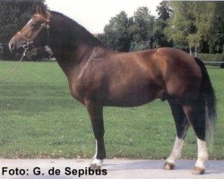 stallion Voyou III CH (Freiberger, 1995, from Vidocq)