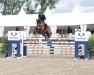 jumper Pablo P (Hanoverian, 2013, from Perigueux)