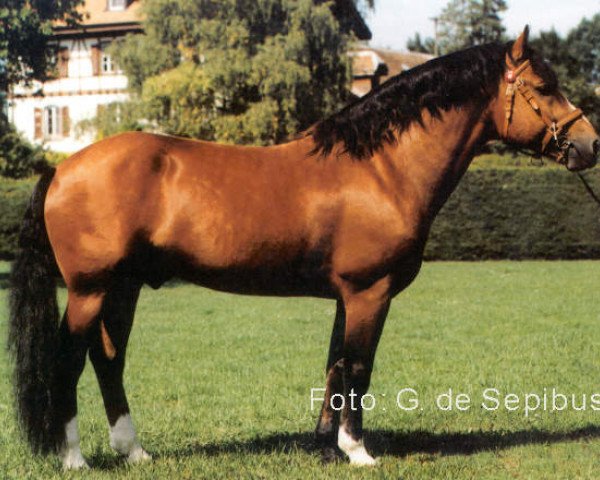 stallion Cubain (Freiberger,  , from Cupidon)