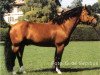 stallion Cubain (Freiberger,  , from Cupidon)