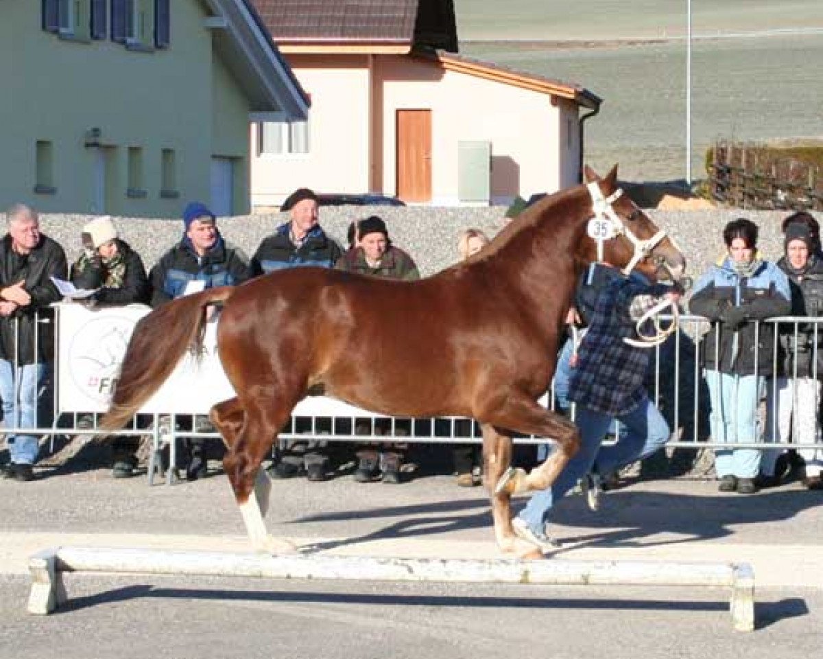 Deckhengst Hermitage (Freiberger, 2003, von Helix)