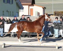 stallion Hermitage (Freiberger, 2003, from Helix)