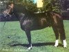 stallion Hybrid (Freiberger, 1993, from Hybris)